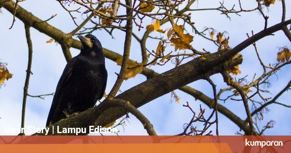 Fakta tentang Agen Rahasia 3 Tidak selalu harus manusia Fakta tentang Agen Rahasia 3 Tidak selalu harus manusia